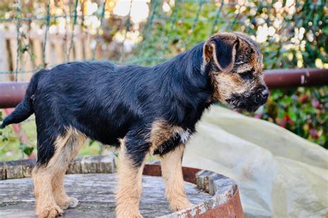 At 36 weeks, your <b>Border Terrier</b> will have reached 95 percent of its adult weight. . Lionridge border terriers